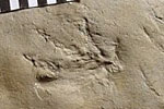 Fossil photos from Carboniferous