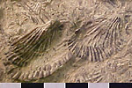 Fossil photos from Triassic in Alaska