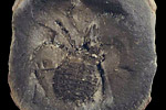 Fossil photos from Carboniferous in Illinois