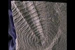 Fossil photos from Cambrian in Massachusetts