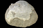 Fossil photos from Carboniferous in Michigan