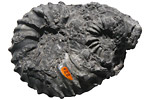 Fossil photos from Triassic in Nevada
