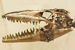 Fossil photos from Cretaceous in New Jersey
