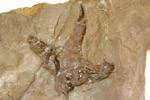 Fossil photos from Jurassic in New Jersey
