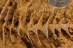 Fossil photos from Carboniferous in West Virginia
