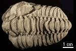 Fossil photos from Silurian in Indiana