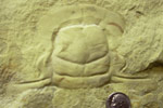 Fossil photos from Cambrian in Minnesota